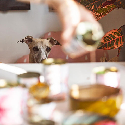 #ZEROWASTE Losos – Vývar pre psy a mačky