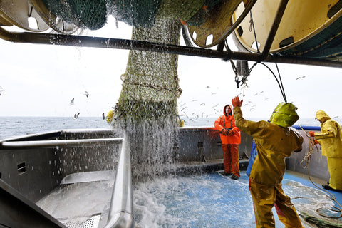 MSC ryby su lovené voľne, v oceáne, žiadna farma