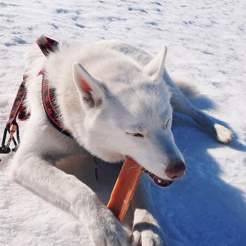 Explorer Dog – Himalájska tyčka