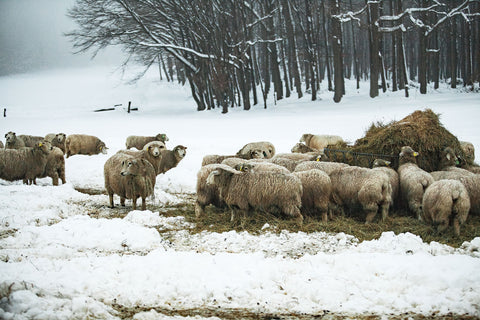 BIO ovce sú vonku rovnako po celý rok