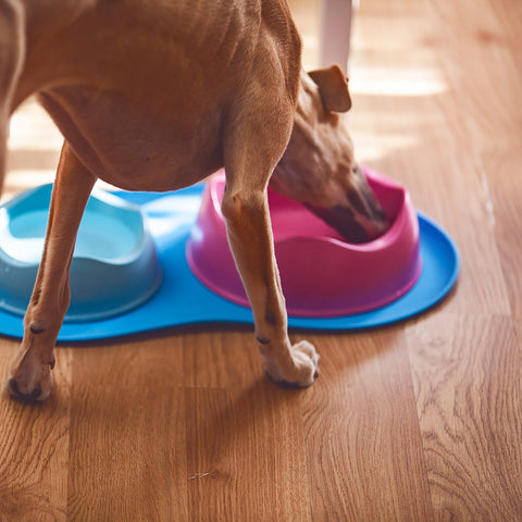 Beco Pets Dinner Time Placemat